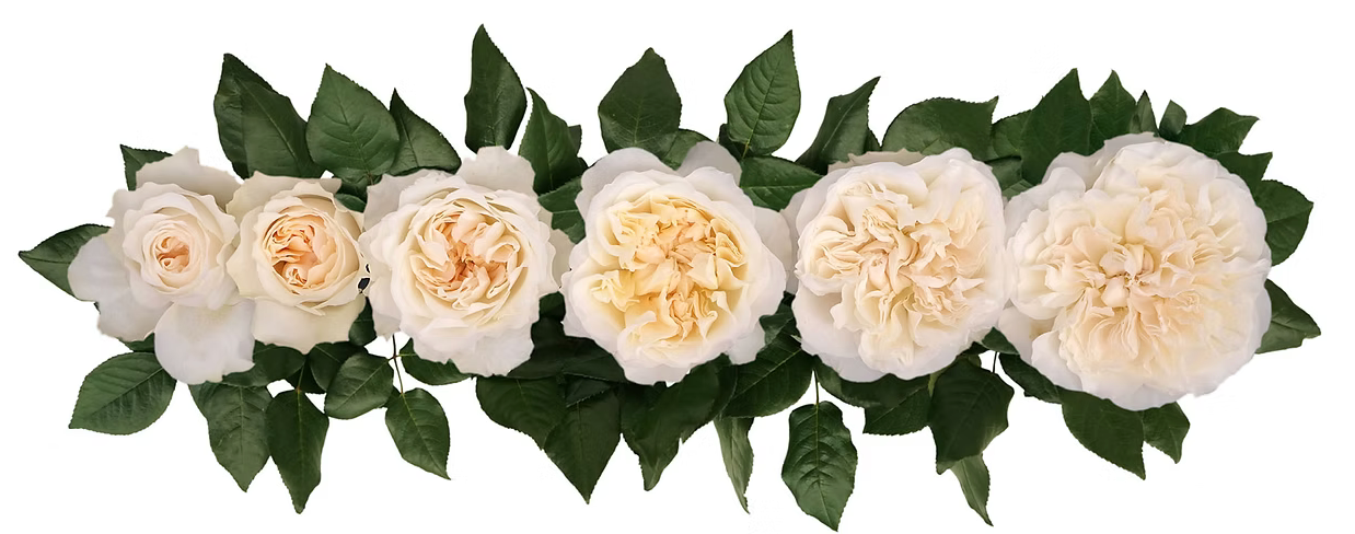 The Hermès of Roses: David Austin Roses