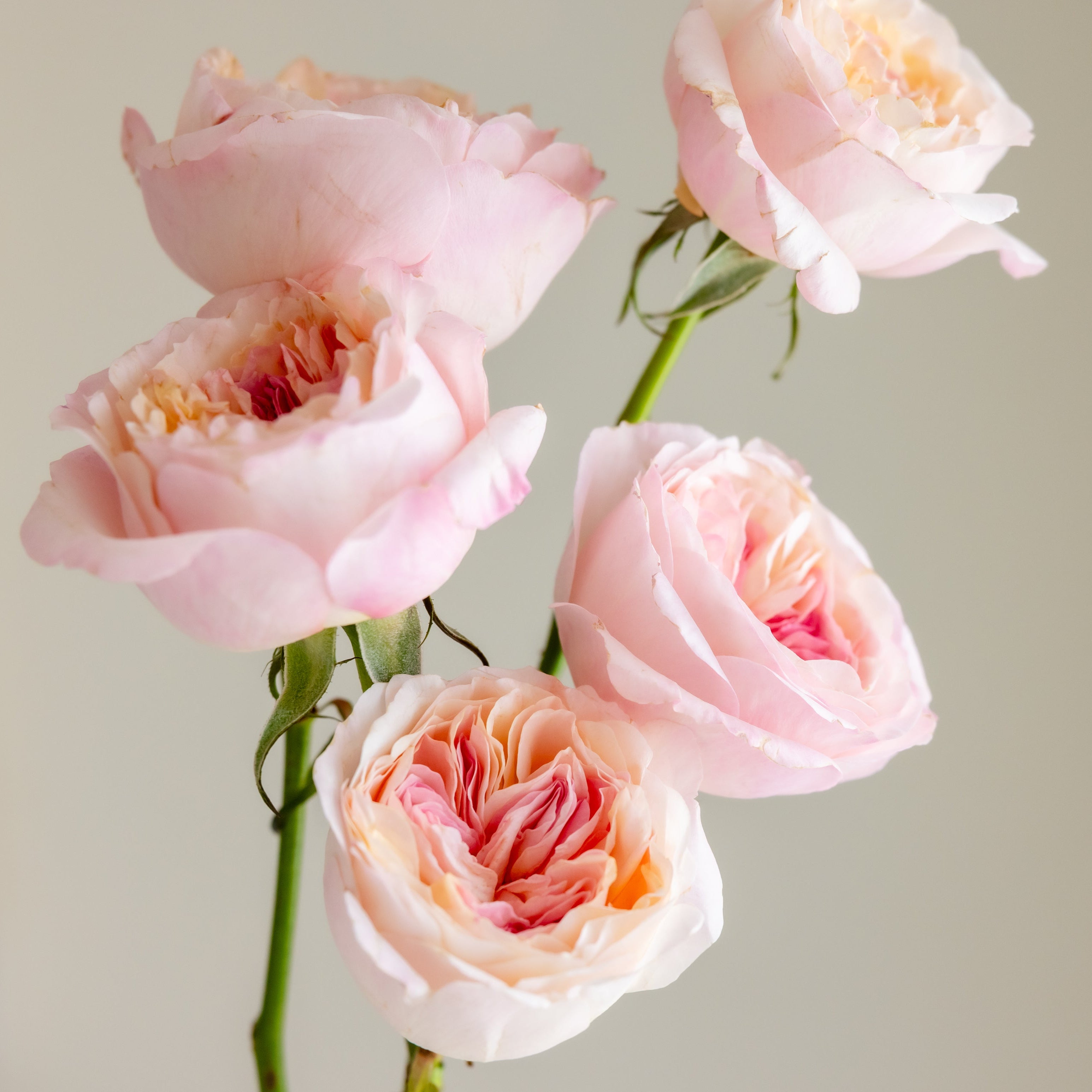 The Hermès of Roses: David Austin Roses