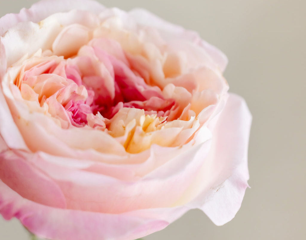 The Hermès of Roses: David Austin Roses