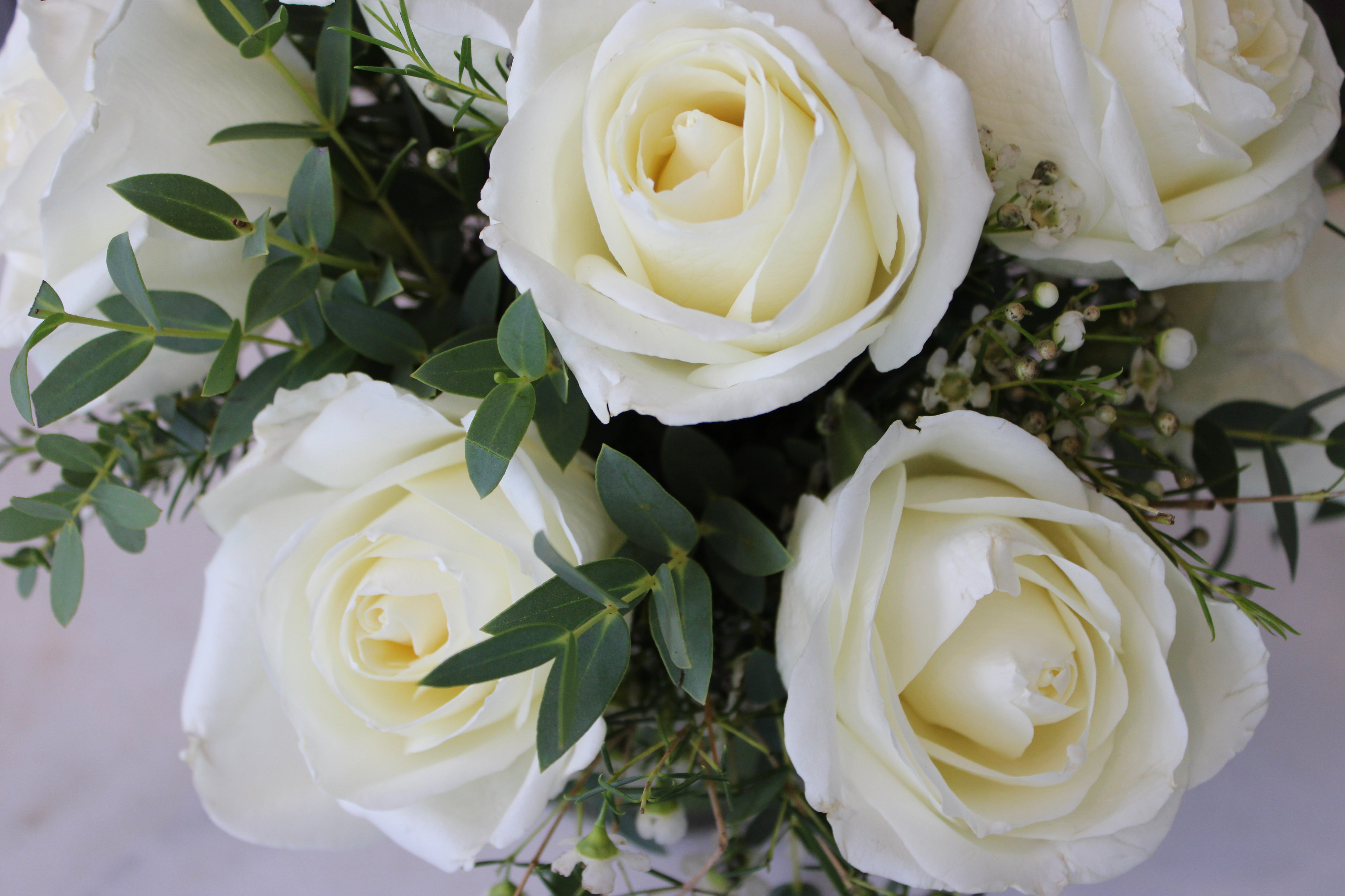 Half Dozen Roses