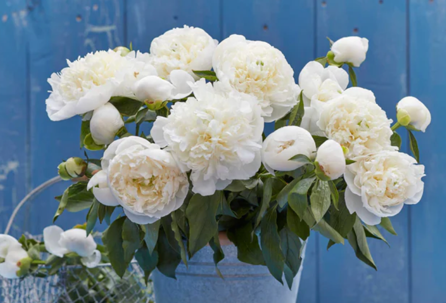 *The Peony Edit