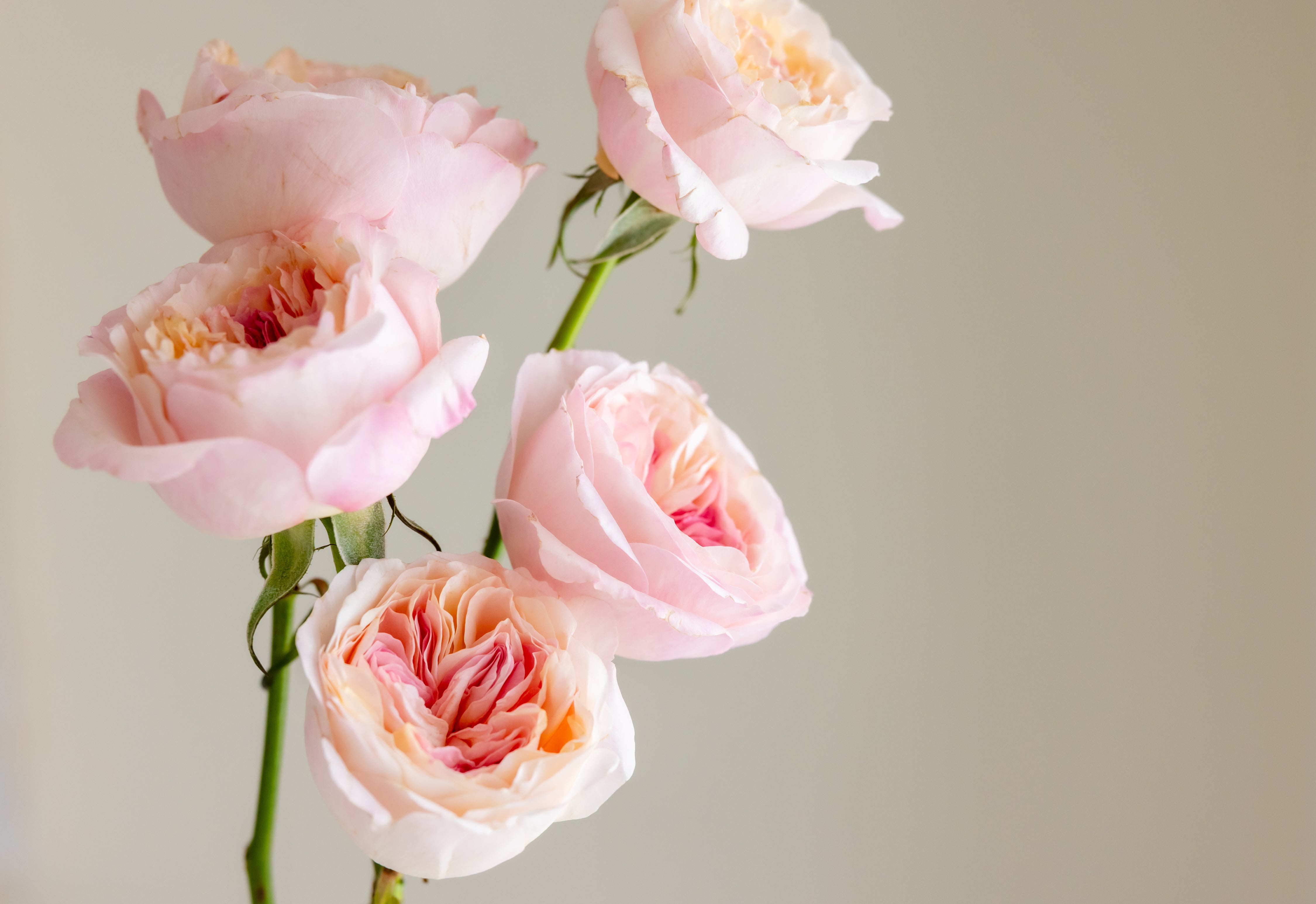 The Hermès of Roses: David Austin Roses